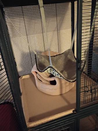 Ferrets (Beechview)63624458104195121
