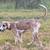 Great Danes 4 thumbnail