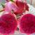 Dragon Fruit Plants and Cuttings 3 thumbnail