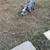 Blueheeler 2 thumbnail