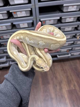 Reduced ball pythons 1