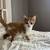 Kittens 2 thumbnail