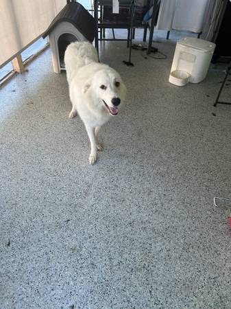 Great Pyrenees for adoption (Port Saint Lucie)64308033151489123