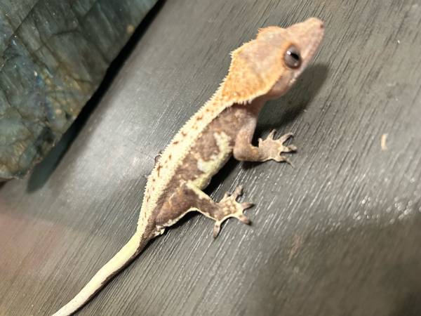 Gecko (Downey)63869929085697121