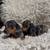 Mini Dachs 3 thumbnail