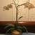 Orchids with Geen Leaves in Pretty Planter Pot 4 thumbnail