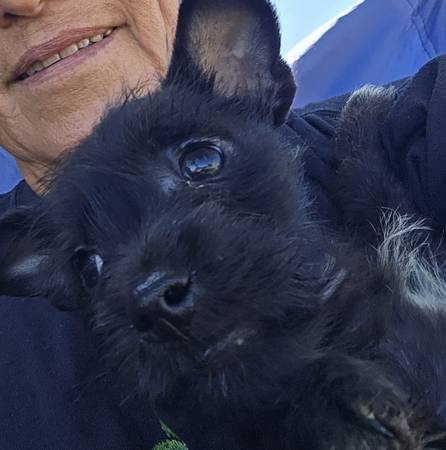Schnauzer 1