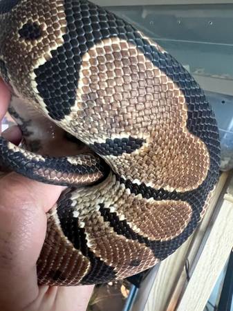 Ball Python (port charlotte)63977622917506122