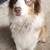 Australian shepherd 6 thumbnail