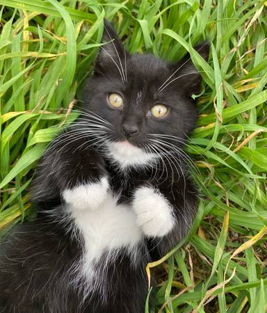 Tuxedo Ragdoll Mix Kitten (Olympia)63853558357633122