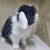 Holland lop rabbit 4 thumbnail