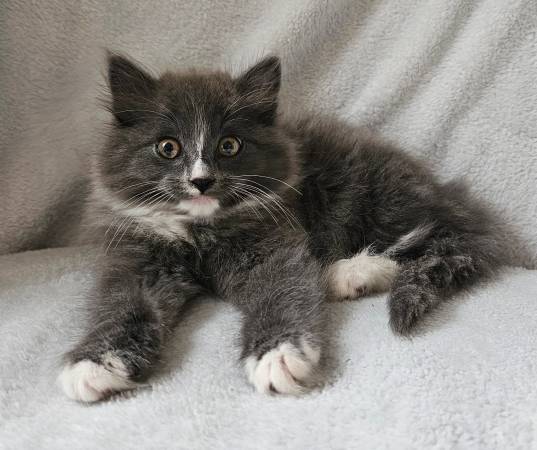 Long Hair Gray Forest Kitten63697509194113120