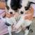 Jack Chi puppies 1 thumbnail