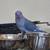 Rehoming three Indian ringneck parrots 1 thumbnail