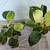 Indoor Plants – Vibrant & Thriving 9 thumbnail