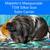 Guinea Pigs 3 thumbnail