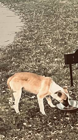 Perro encontrado (Brookview)425404983338618882