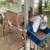 Moonspotted  Nubian doeling 3 thumbnail