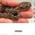 Hognose snake 3 thumbnail