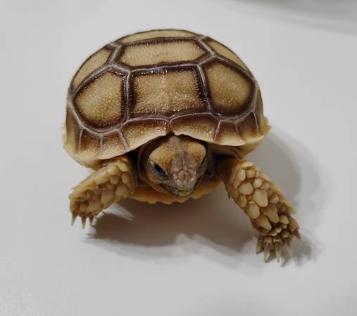 hatchling sulcata tortoises (brooklyn)63887462776833120