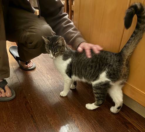 Lost Cat (vallejo / benicia)64188535209859121