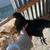 4 mo chickens 2 thumbnail