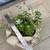 Various succulents in a cute resin rabbit planter 7 thumbnail