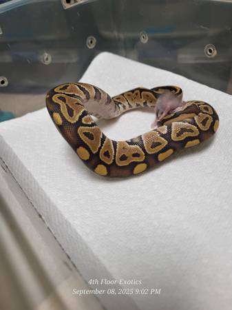 Ball python and more (Perkasie)63797740583683121