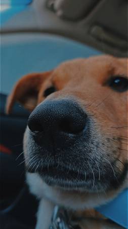koda bear (Pasco)63922852646403121