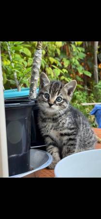 10 week old kittens ready for a new home63853558629377124