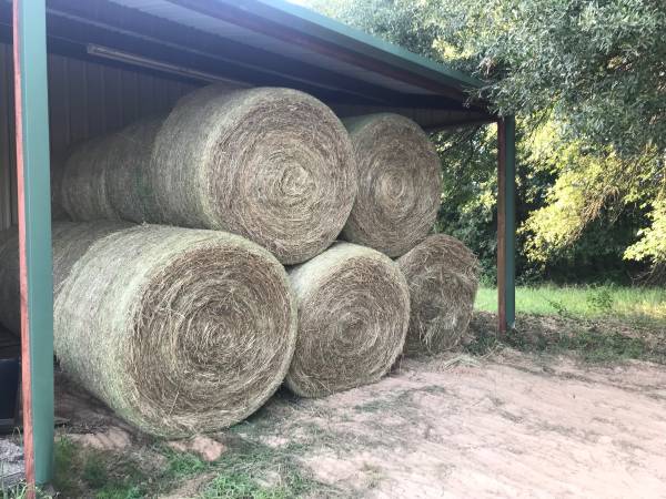 Fertilized hay, barn stored 1