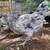 Blue Egg pair 1 thumbnail