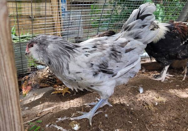 Blue Egg pair 1
