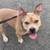 Female American Bully 2 thumbnail
