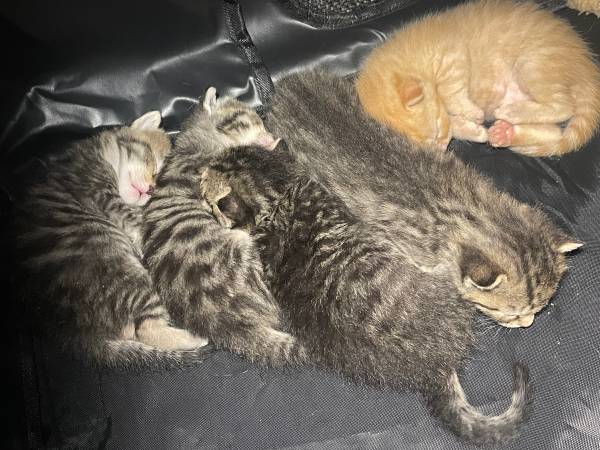 rehoming KITTENS with small adoption fee! (nashville, tn)63664482482305122