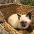 Female Siamese Kitten 6 thumbnail