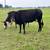 Painted Mini Zebu Heifer 8 thumbnail