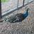 Peacocks 4 thumbnail