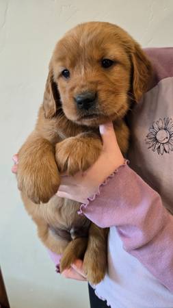 Golden Retriever Puppy 1