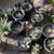 Cactus plant; Large and small Agave Parryi Truncata 5 thumbnail