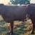 Beefmaster Open Heifers 5 thumbnail