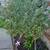 Korean lilac tree 2 thumbnail