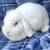 White Lop rabbit 4 thumbnail
