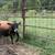 Registered Small Miniature Jersey yearling Bull 5 thumbnail