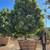 Podocarpus gracilior, Fern Pine & Ficus 2 thumbnail