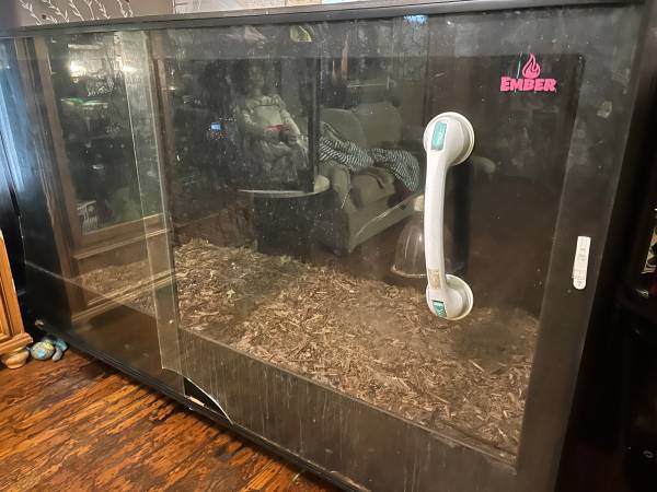 8 reptile enclosure will trade also free button quails 1