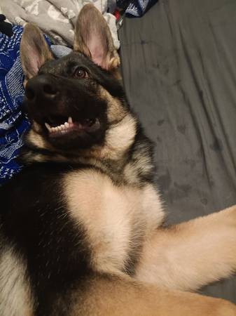 El cachorro necesita salir lo antes posible :( (Campana)63829968453251120