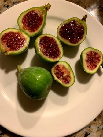 Fig tree propagated from branches green fruit, pink purple inside 1