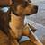 Pitbull 1 thumbnail