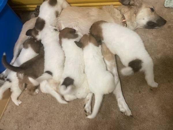 Pyrenees Mix Puppies (8 weeks) 1